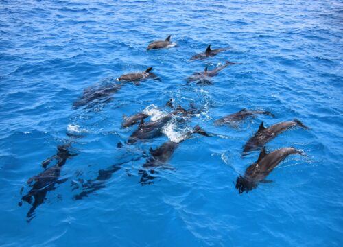 Ausfl&uuml;ge ab Marsa Alam