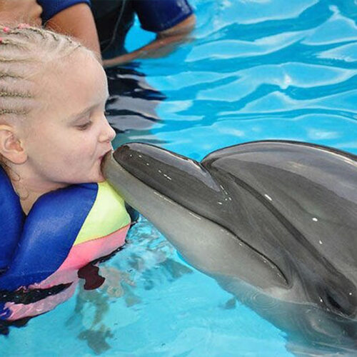 Elite VIP Delfin Ausflug