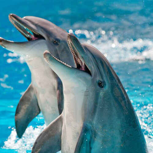 Elite VIP Delfin Ausflug