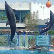 Delfinschwimmen Hurghada Erlebnisse