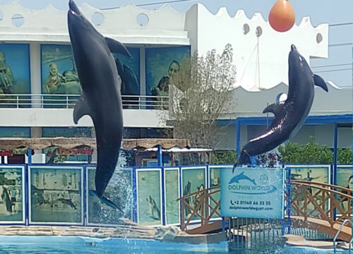 Hurghada Ausflüge Preise – Was kosten Top-Touren?