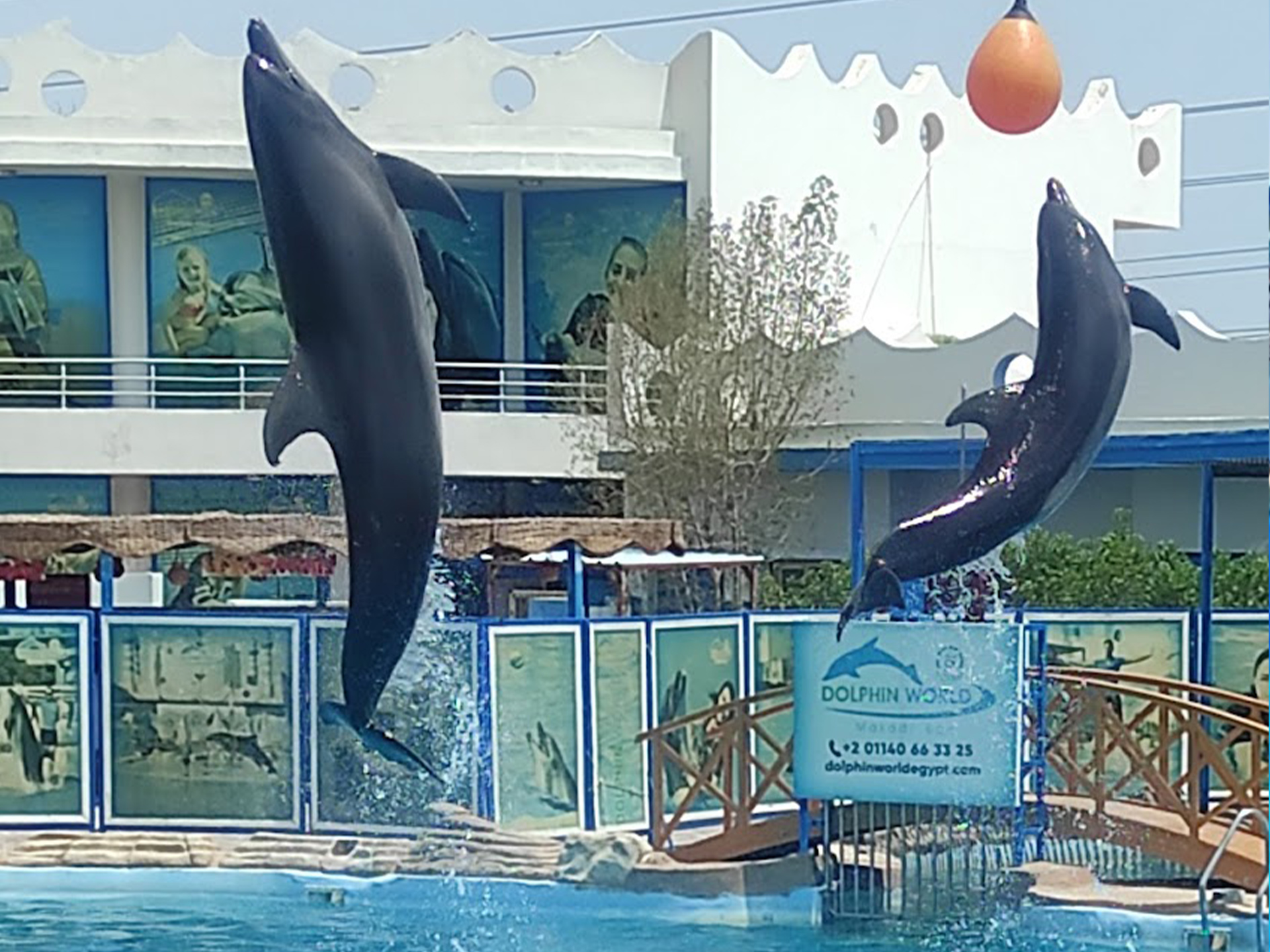 Delfinschwimmen Hurghada Erlebnisse