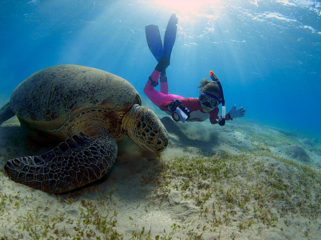 Hurghada Schnorcheln Schildkr&ouml;ten