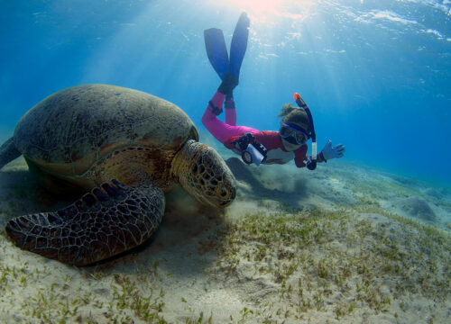 Abu Dabbab - Schwimmen mit Schildkröten