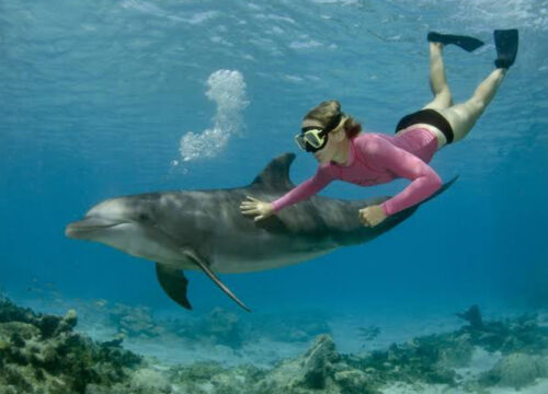 Delfinschwimmen Hurghada: Der komplette Erlebnisguide