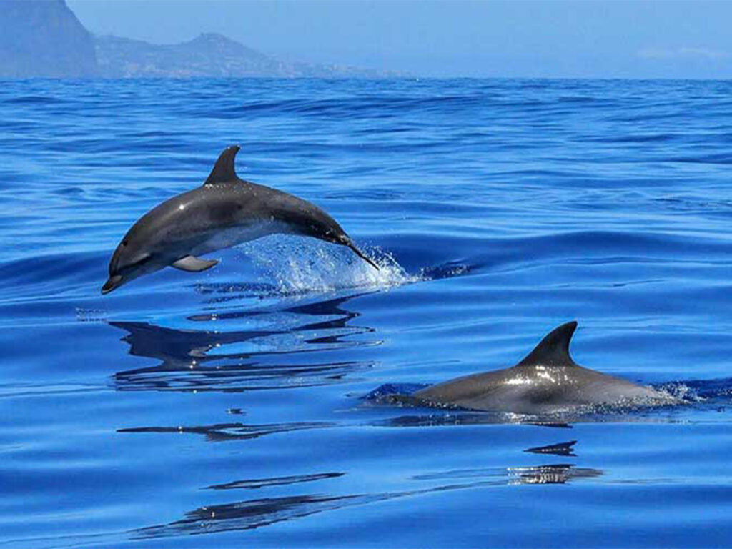 Programm vom Ausflug Delfinschwimmen Hurghada