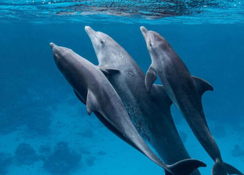 Warum Hurghada das perfekte Ziel für Korallenriffe ist