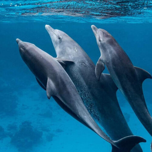 Elite VIP Delfin Ausflug