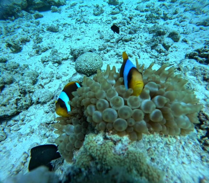 Utopia Island Schnorchel