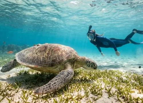 Marsa Alam Schnorcheln: die besten Spots und Touren